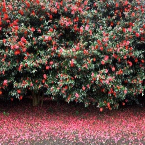 【J005】济州岸上线路