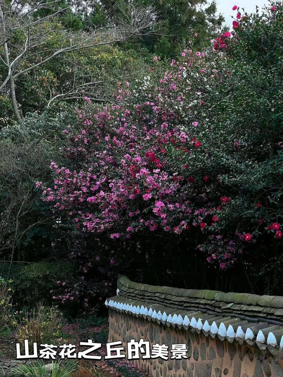 爱达魔都号济州山茶花之丘