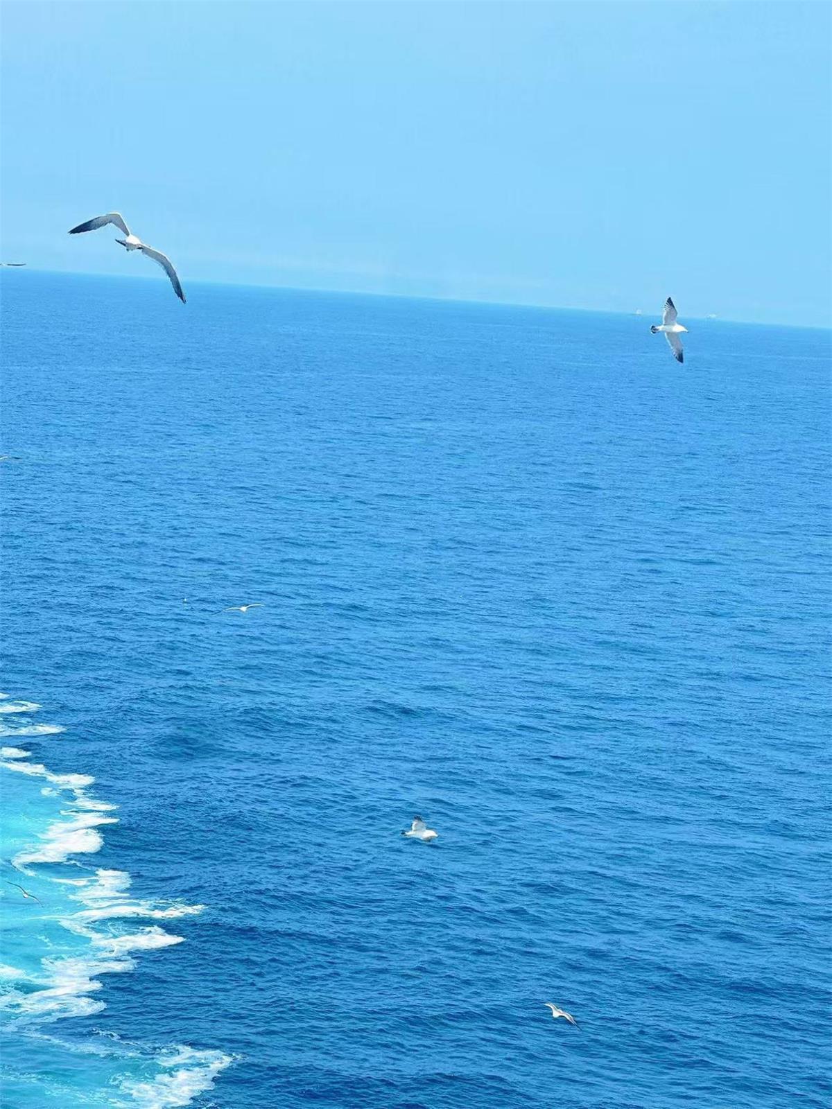 理想号海鸥