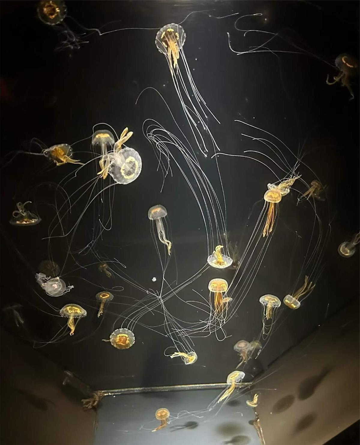 爱达魔都号水族馆风景.png